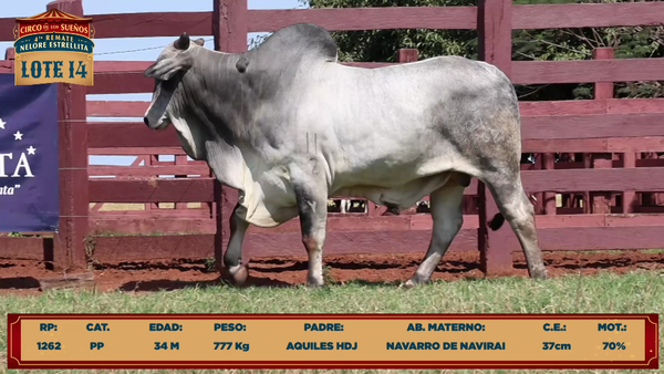 Lote LOTE 14