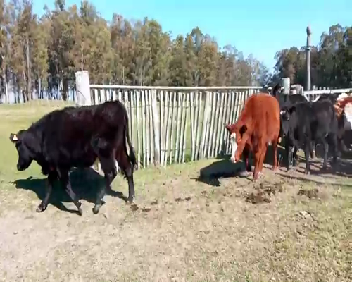 Lote 10 Vaquillonas preñadas en General Enrique Martínez, Treinta y Tres