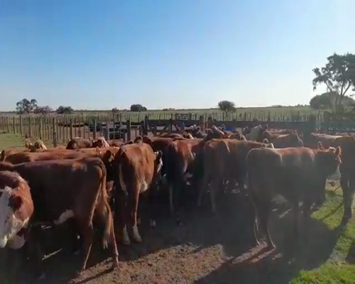 Lote 44 Vaquillonas en Gualeguay, Entre Ríos