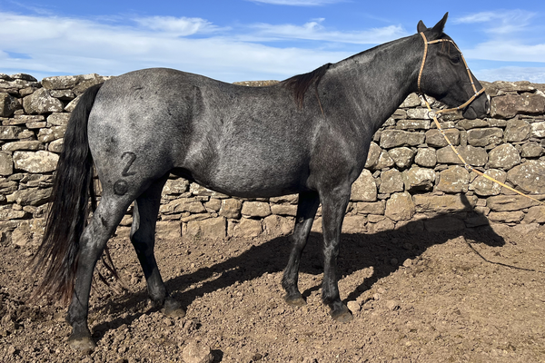 Lote CARMINA