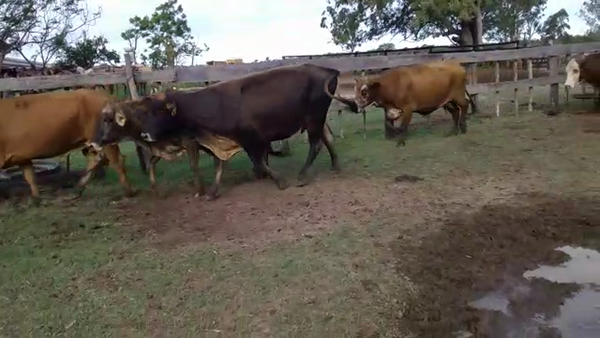 Lote 55 Vacas de invernar en Berón de Astrada, Corrientes