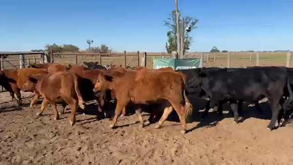 Lote 78 Novillitos en La Pampa, Trenel