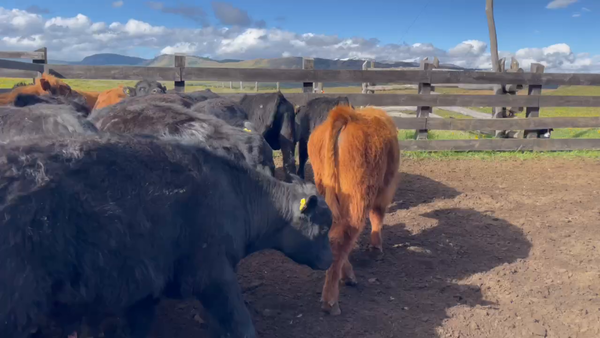 Lote 17 Ternero en Coyhaique, XI Región Aysén