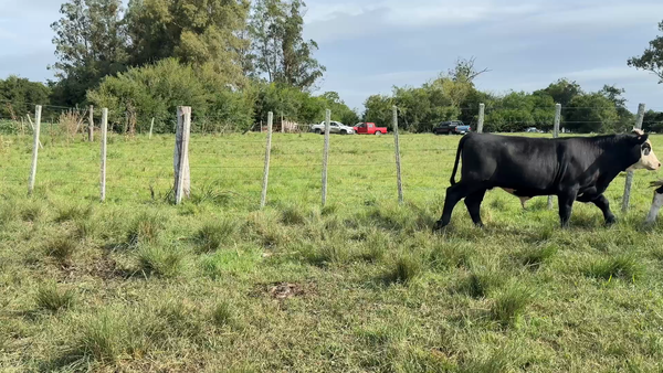 Lote TERNEROS