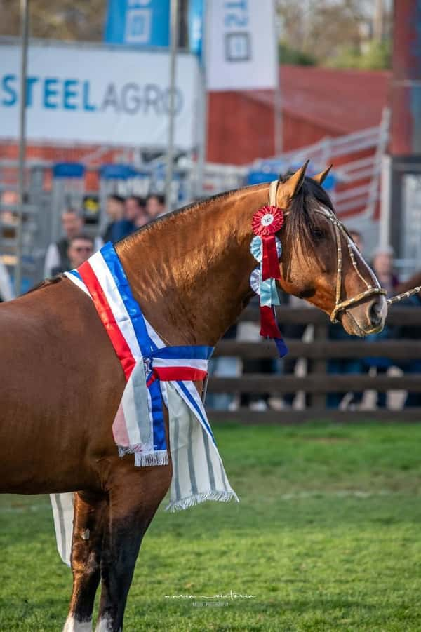 Lote El Gavilán Justa Élica