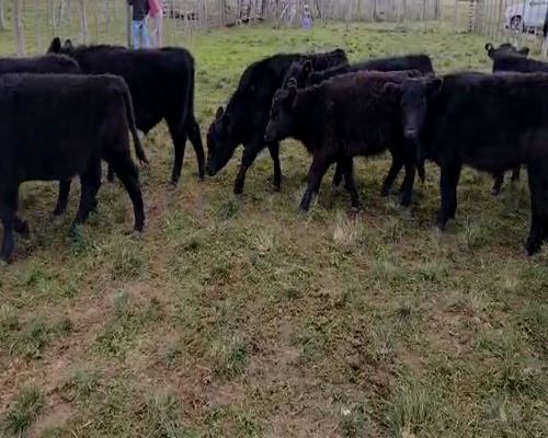 Lote 70 terneros/as - Villa Iris Pcia Bs As