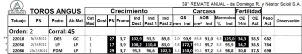 Lote TORO ANGUS