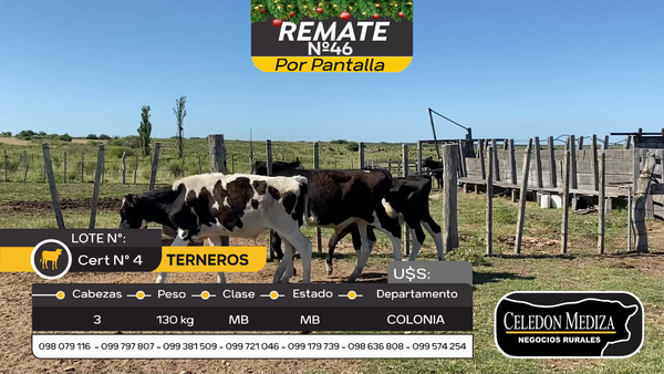 Lote 3 Terneros en Otra Localidad, Colonia