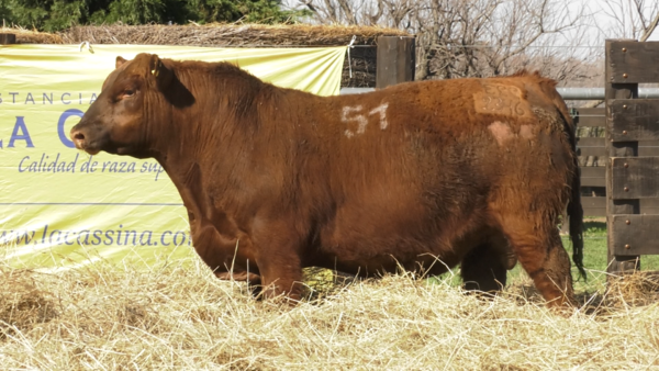 Lote TOROS ANGUS PURO CONTROLADO