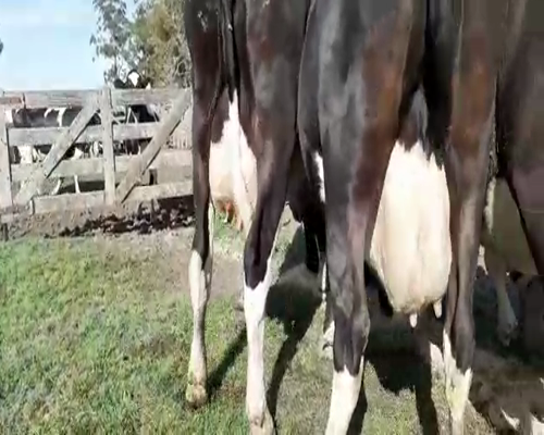 Lote Vacas en produccion Hornero Chico 5