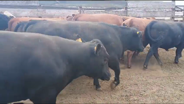 Lote 23 Novillo Gordo en Los Ángeles, VIII Región Biobío
