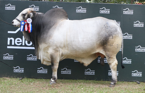 Lote Nelore a Bozal Expo Internacional 2022 RP 4841  - Lote 21 Precio de Cuota por el 50% del animal