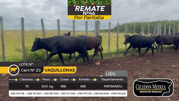 Lote 15 Vaquillonas  en Paysandú