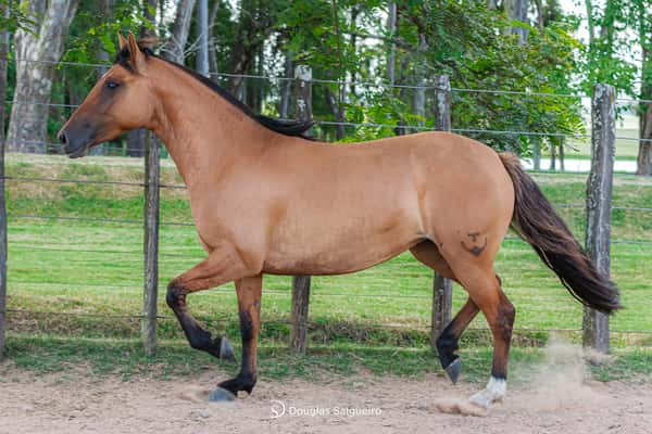 Lote TRANQUILA 622 DE LA CASILLA