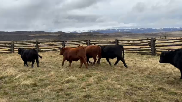 Lote 50 Novillo Engorda en Coyhaique, XI Región Aysén