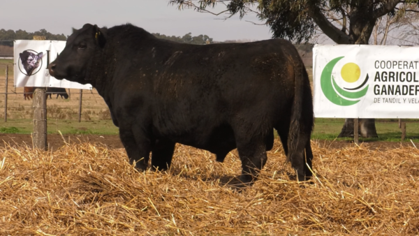 Lote TOROS PUROS POR CRUZA