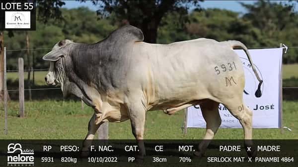 Lote LOTE 55