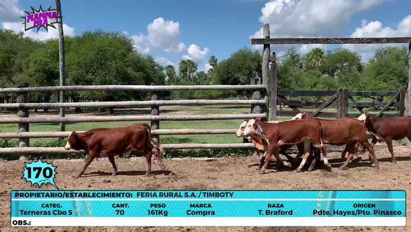Lote LOTE 170