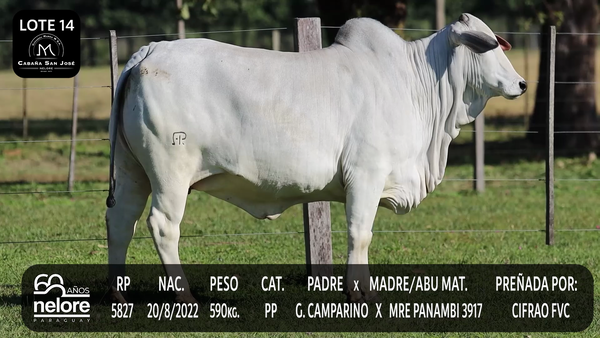 Lote LOTE 14