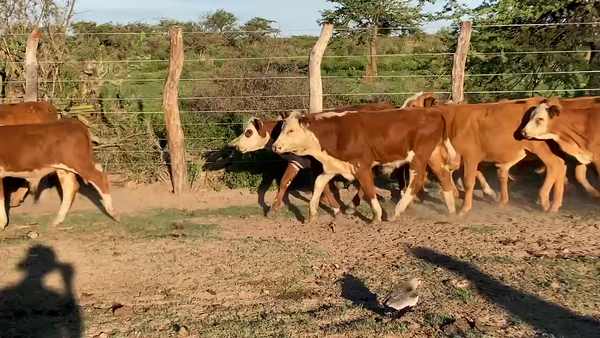 Lote 120 Terneros/as en Mercedes, Corrientes