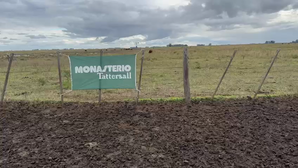 Lote 70 Terneras en Buenos Aires, Azul