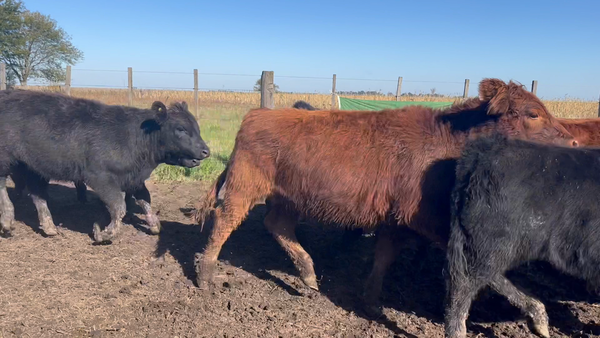 Lote 71 Terneras EN AYACUCHO