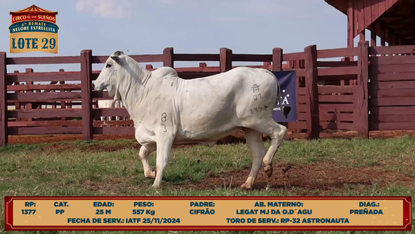 Lote LOTE 29