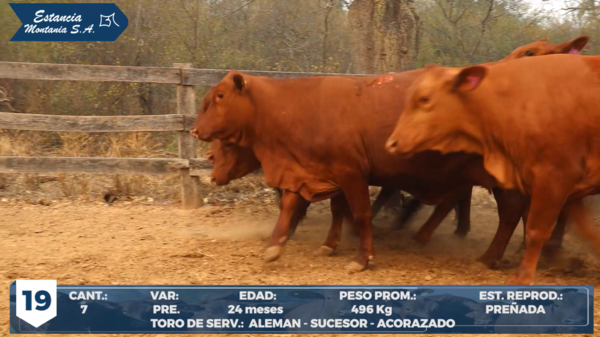 Lote LOTE 19