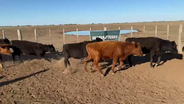 Lote 65 Novillitos EN TRENEL LA PAMPA