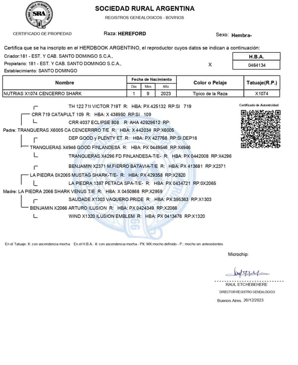 Lote TERNERAS PP