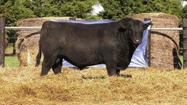 Lote TOROS A. ANGUS PURO PEDIGREE