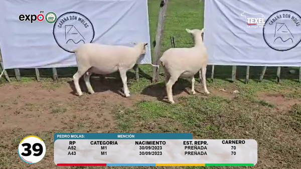 Lote LOTE 39