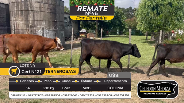 Lote 14 Terneros y Terneras en Otra Localidad, Colonia