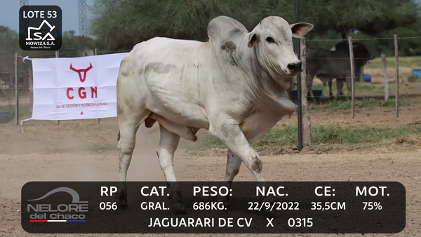 Lote LOTE 53