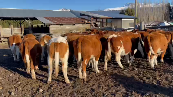 Lote 55 Vaquilla Engorda en Coyhaique, XI Región Aysén