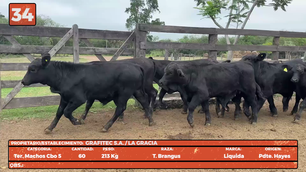 Lote LOTE 34
