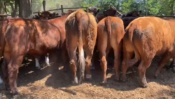 Lote 22 Novillo Gordo en Paine, Región Metropolitana