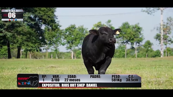 Lote Brangus a Campo Expo 2022 - Lote 6