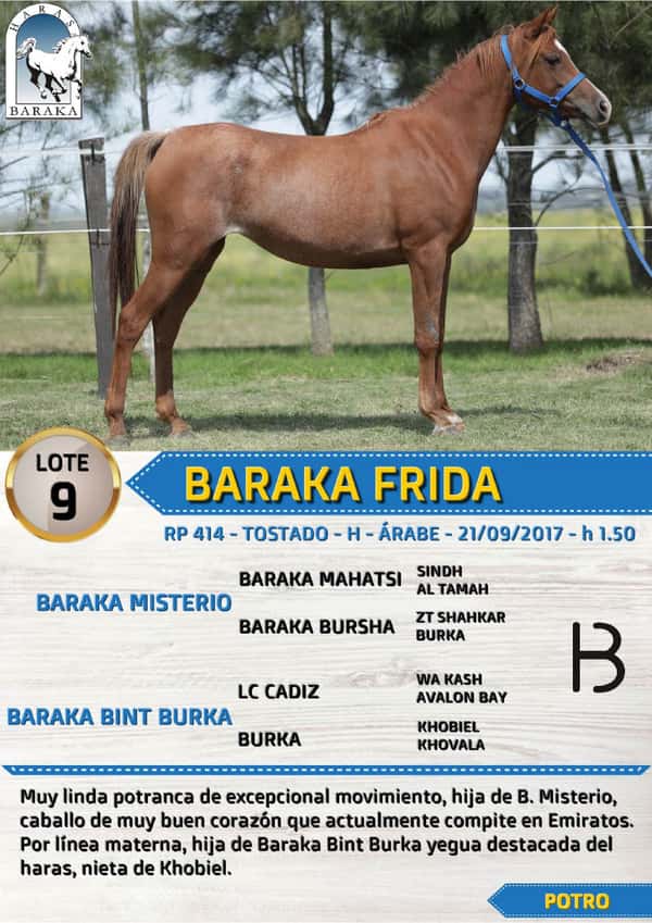 Lote BARAKA FRIDA