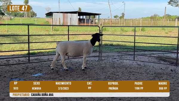Lote LOTE 47 - DESTACADO