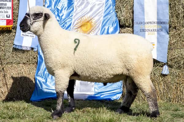 Lote HAMPSHIRE D. P.P.