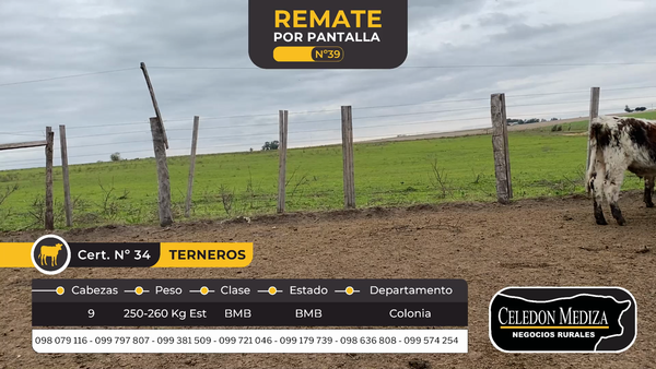 Lote 9 Terneros en La Horqueta, Colonia