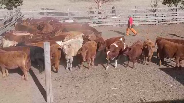 Lote 55 Ternera en Los Sauces, IX Región Araucanía