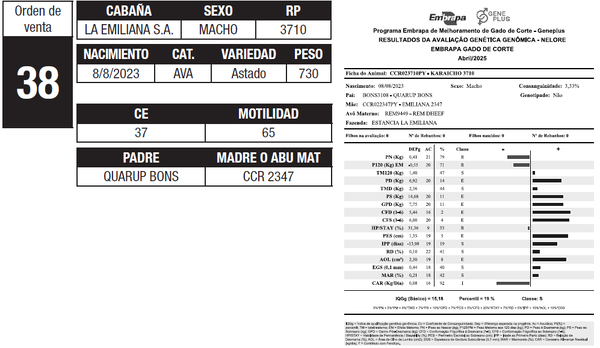 Lote LOTE 38