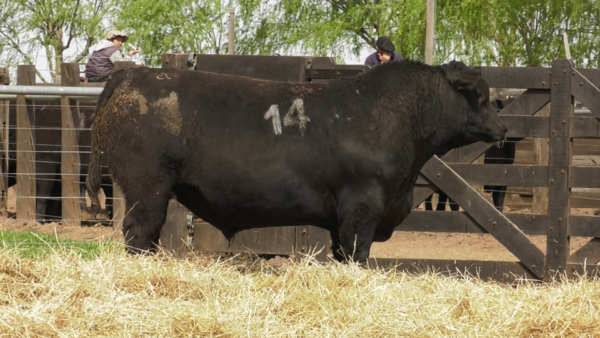 Lote TOROS ANGUS PURO CONTROLADO