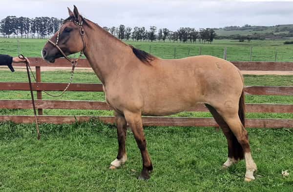 Lote Esperanza El Águila (RP 874) - Cabaña El Águila
