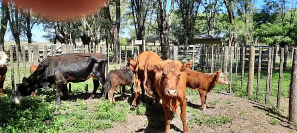 Lote 6 Vacas en Gral. Lamadrid, Buenos Aires