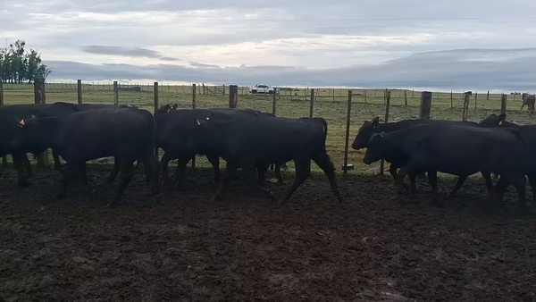 Lote 353 Novillos 1 a 2 años en Estación Meneses, Artigas