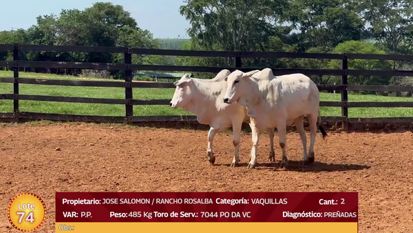 Lote LOTE  74
