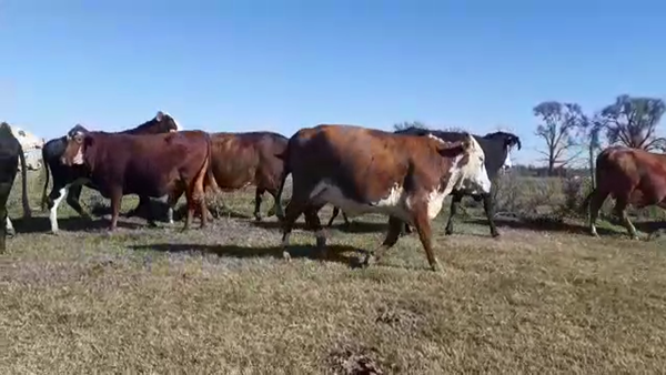 Lote 47 Vacas C/ cria Braford y sus crías en Nuevo Torino, Santa Fe